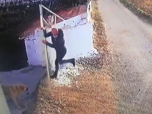 Afyonkarahisar'da Öğretmene Köpek Saldırısı: 2 Metrelik Duvara Tırmandı Ama Engel Olamadı