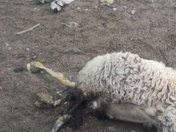 Aksaray'da Yırtıcı Kurt, Ahırdaki Koyunları Telef Etti