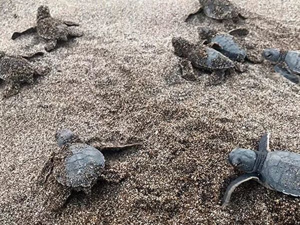 Alanya'da Caretta Carettalar Denizle Buluştu!