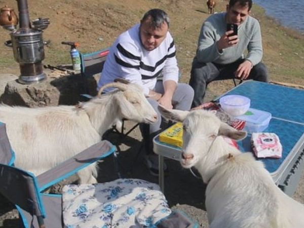 Alibeyköy'de Acıkan Keçiler Tebessüm Ettirdi