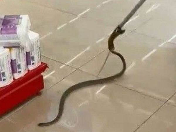 Alışverişe Gittikleri Markette Rafların Arasından Yılan Çıktı