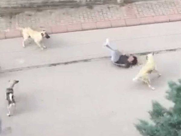 Ankara'da başıboş köpek faciası: Yolda yürüyen çocuğa 6 köpek saldırdı