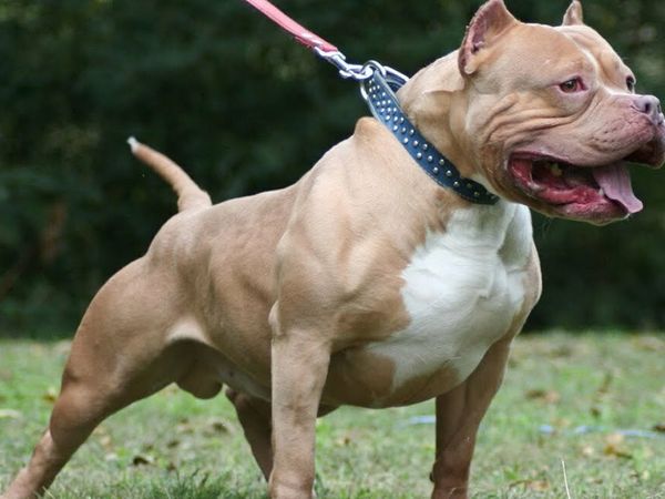 Ankara'da Bir Pitbull Saldırısı Daha! 10 Yaşındaki Çocuğa Saldırdılar