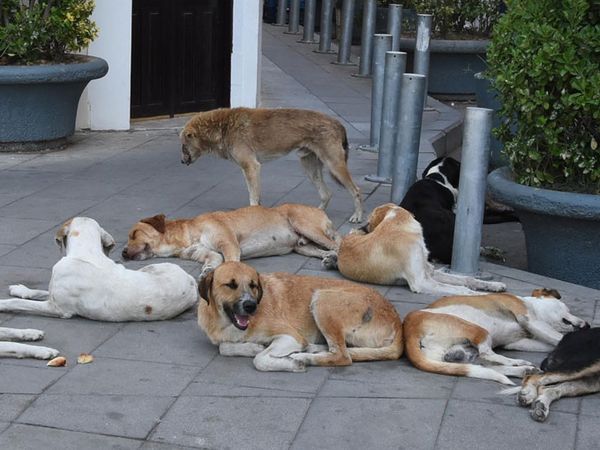 Ankara'da Okuldan Dönen 12 Yaşındaki Çocuk Sokak Köpeklerin Saldırısına Uğradı!