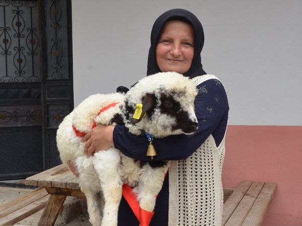 'Anne' diye meleyen kuzu!