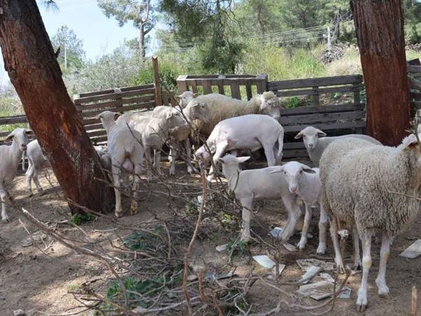 Antalya'da Koyun kırkma işinden 60 bin TL kazanıyorlar: Yapılacak en iyi meslek!