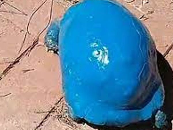 Antalya'da Maviye Boyanan Kaplumbağa İle İlgili Soruşturma Başlatıldı