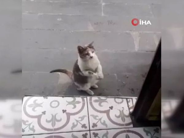 Artvin’de Kameralara Yakalanan Kendi Sosyal Medyada Gündem Oldu