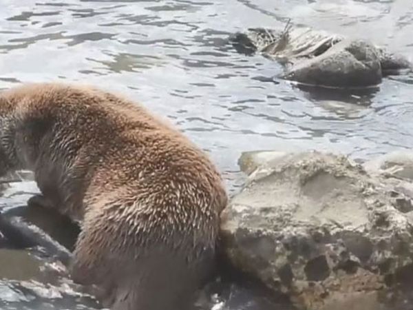 Artvin'de Su Samuru Derede Balık Avladı