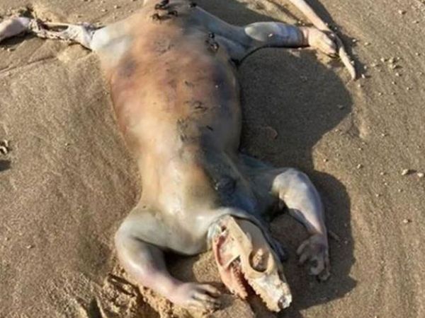 Avusturalya'da bulunan deniz canlısı