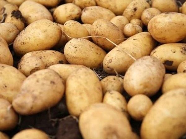 Ayçiçek ve şeker krizinden sonra sıra patateste: 26 il karantinaya alındı!