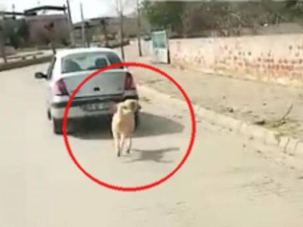 Aydın'da Köpeği Aracının Arkasına Bağlayıp Koşturdu