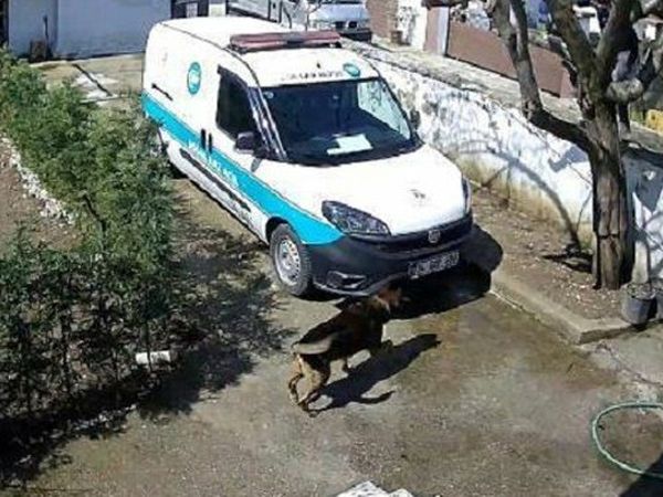 Bahçedeki Köpekten Korkan Kargocu Ağaca Tırmandı