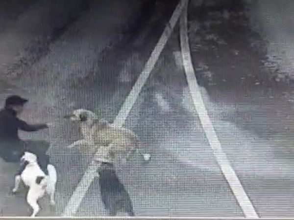 Bakırköy'de Başıboş Sokak Köpeklerinin Saldırısına Uğrayan İş İnsanı İBB'ye Dava Açacak!