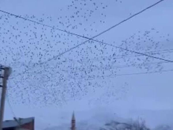 Bingöl'de Sığırcıkların Gökyüzündeki Dansı Güzel Görüntüler Oluşturdu