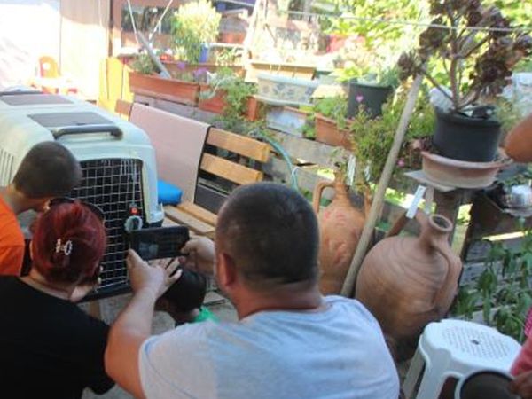 Bodrum'da İlk Defa İguana Görmek İçin Sıraya Girdiler
