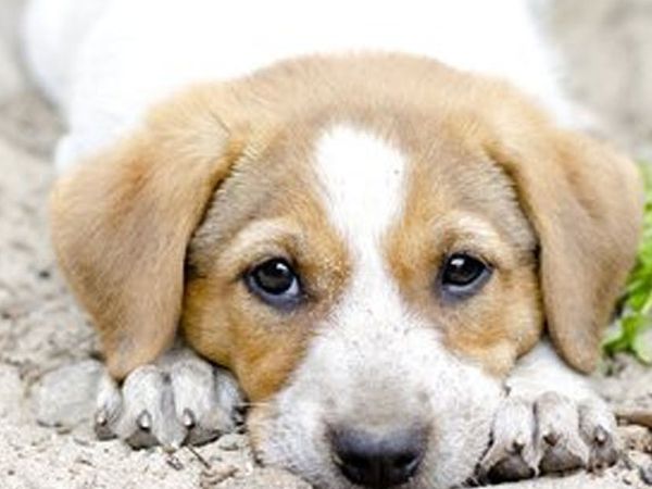Böyle İnsanlarda Var, Yolda Gördüğü Yaralı Yavru Köpeği Veterinere Yetiştirdi!