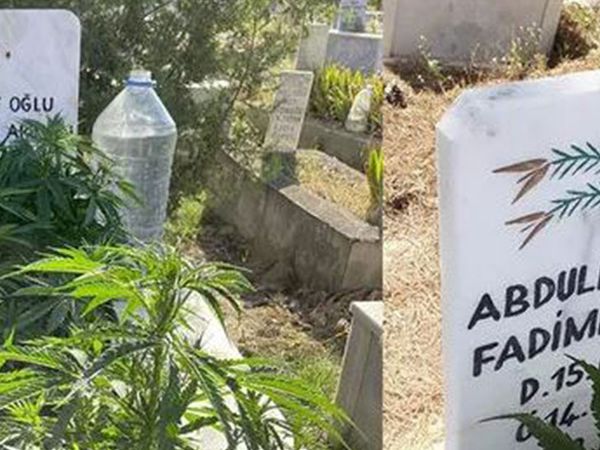 Böyle Olay Görülmedi: Anneannesinin Mezarında Kenevir Yetiştirdi!