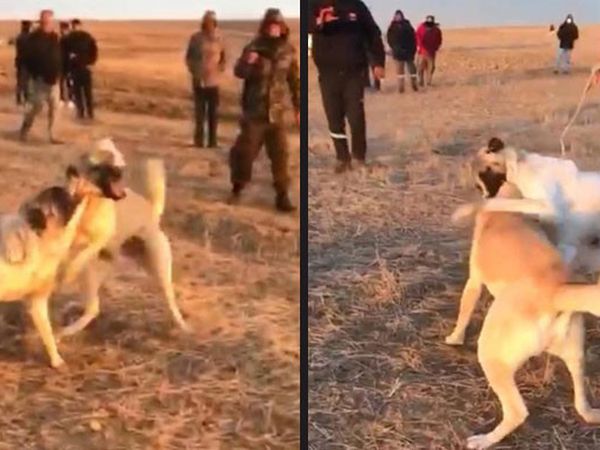 Böyle Vicdansızlık Yok! Köpekleri Birbirine Parçalattılar