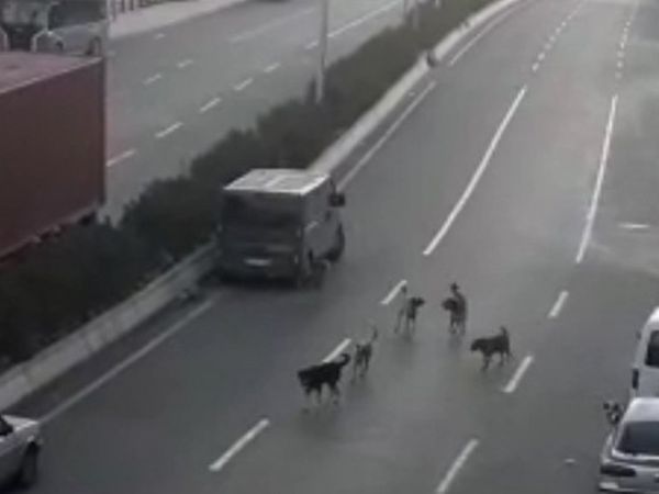 Buca'da Köpek Saldırıları