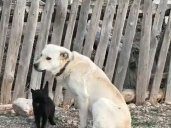 Burdur'da Yavruları Ölen Köpek Kediyi Emziyor