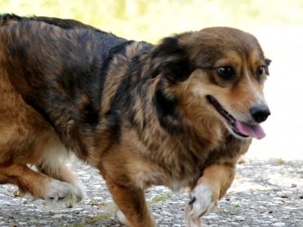 Bursa'da Felçli Köpek, Kök Hücre Nakli Sayesinde Yürüdü