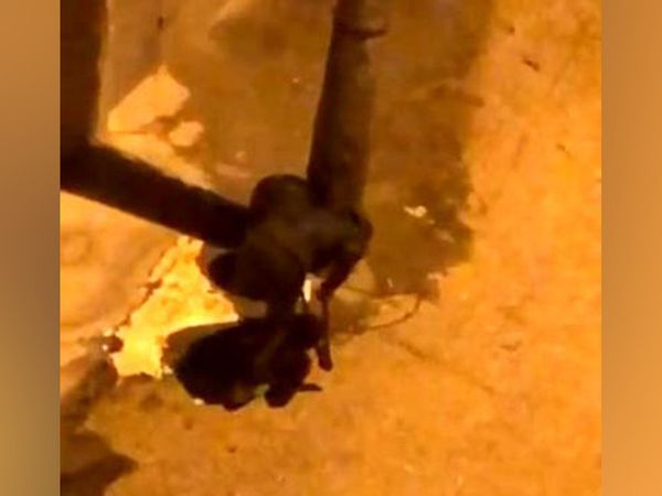 Bursa'da hayrete düşüren hırsızlık: Makasla kesti, çöp kovalarını çalmaya kalkıştı