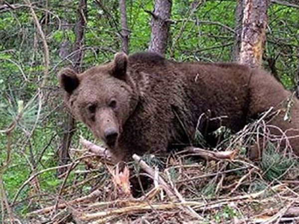 Bursa'da korkunç anlar: Şehre inen ayı neye uğradıklarını şaşırttı!