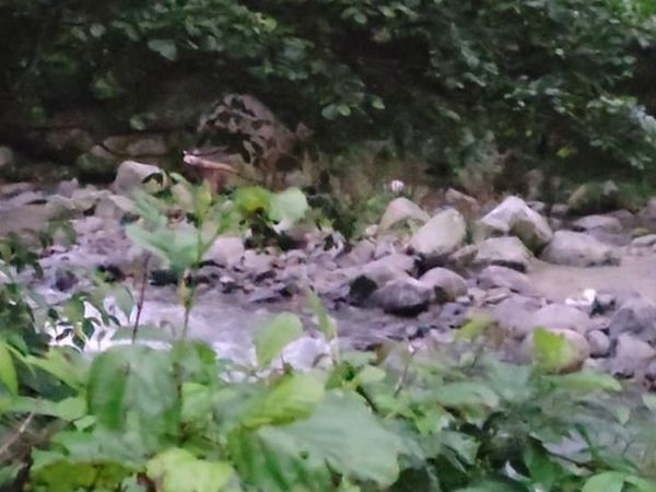 Çamlıhemşin Ayder'de balık tutman gençler ayıyla karşı karşıya kaldı