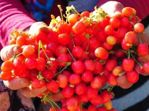 Çiftçiler sezona heyecanlı başladı: Kirazın ilk hasadı gerçekleştirildi!