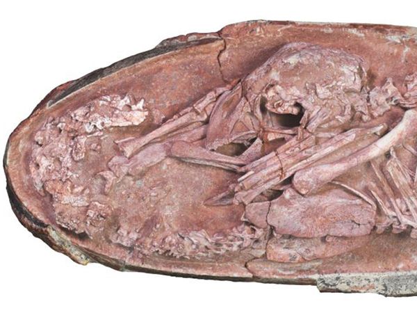Çin'de Milyonlarca Yıl Öncesine Ait Dinozor Embriyosu Bulundu