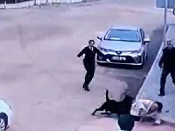 Dehşet anları kamerada! Gaziantep'te başıboş gezen köpek kadına saldırdı