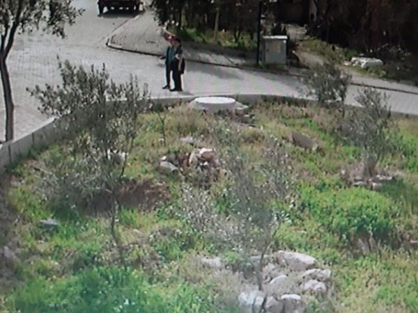 Denizli'de başıboş 5 köpek 9 yaşındaki küçük çocuğu hedef aldı: Ölü taklidi yaparak kurtuldu!