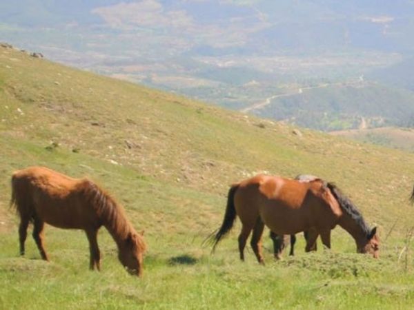 Denizli'deki Yılkı Atları Güzel Görüntülere Yer Verdi