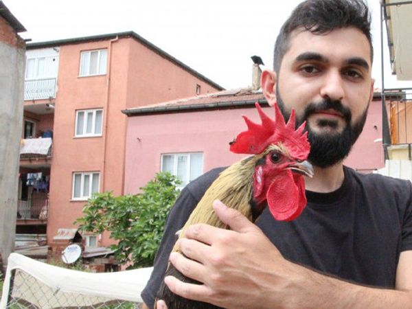Denizli'nin Öterken Bayılan Horozu İngiltere'den Davet Aldı