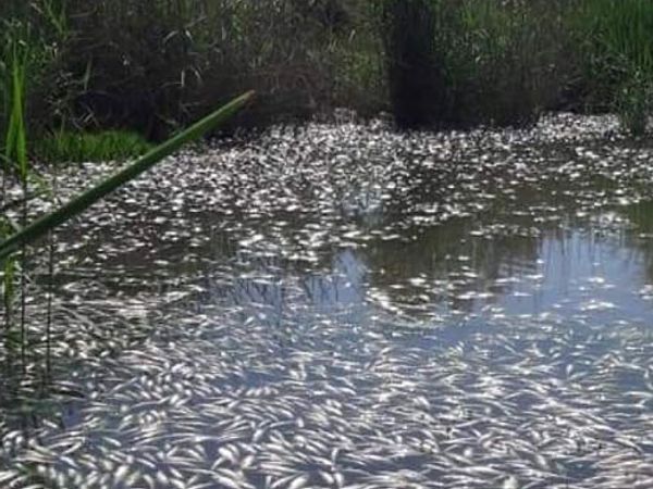 Diyarbakır’da Bulunan Dicle Nehri'nde Binlerce Balık Telef Oldu