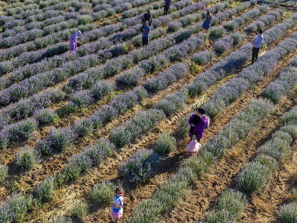 'Diyarbakır'da Olmaz Dediler' Lavanta Bahçeleri Çiftçilere Adeta Alternatif Ürün Oldu