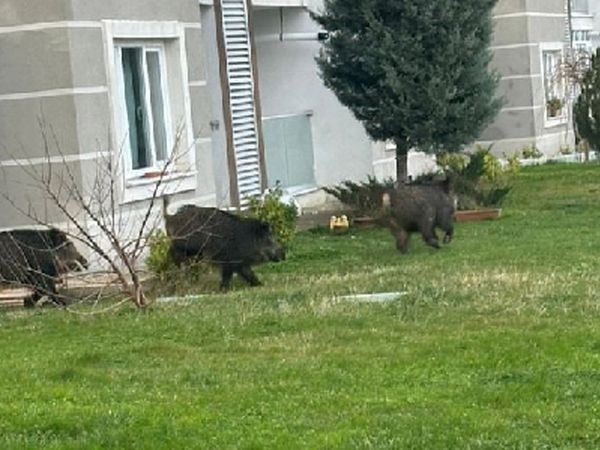 Domuzlar İstanbul'un göbeğini bastı: O anlar kameralara yansıdı