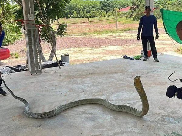 Dünyanın en zehirli yılanı Tayland'da ortaya çıktı: Kral Kobra'yı görenler gözlerine inanamadı