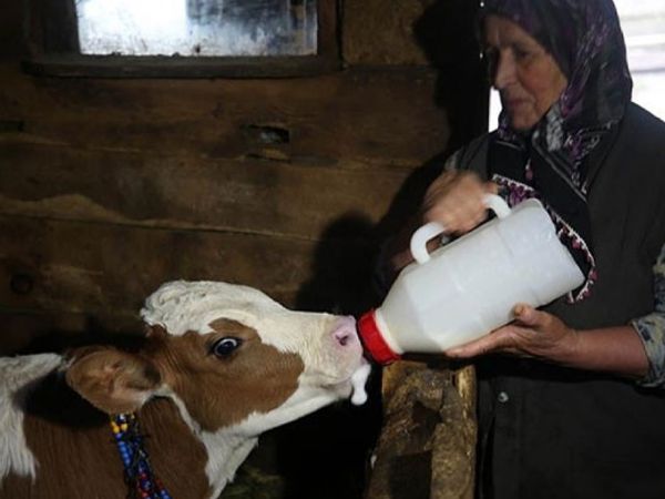 Düzce'de Yaylalara Yerleşenler İzole Hayatın Keyfini Çıkarıyor