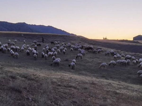 Elazığ'da 190 Küçükbaş Drone Sayesinde Bulundu