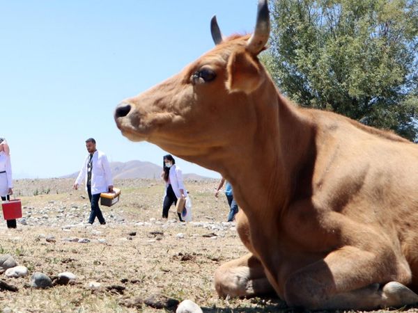 Erzurum'da Aşı Timleri,  Çobanlara Aşı Yapmak İçin Zorlu Yolları Aştı