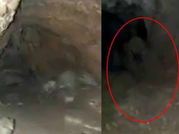 Mağara'da Esrarengiz Bir Canlı Görüldü