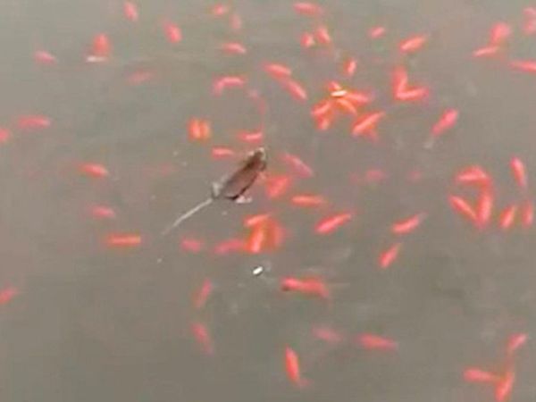 Fareler Göldeki Balıkları Avladı