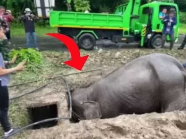 Filin acı içinde çukur kazdığını gören ekipler yardıma koştu!