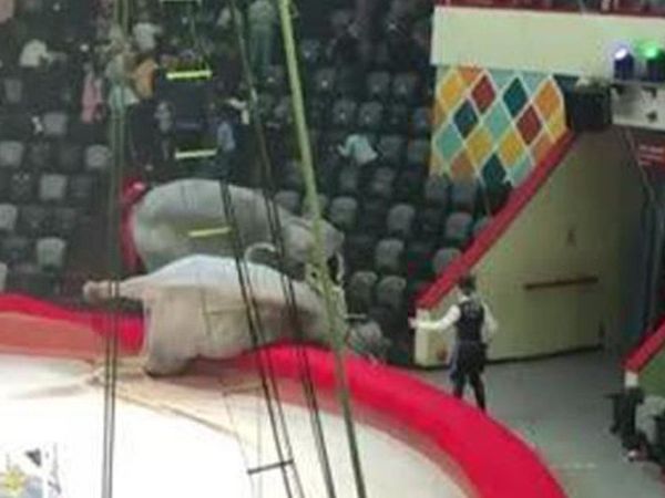 Filler Birbirine Saldırdı, Sirkte Panik Oluştu