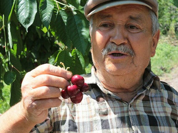 Fiyatı El Yakıyor! Dalda 2, Pazarda 15 Lira