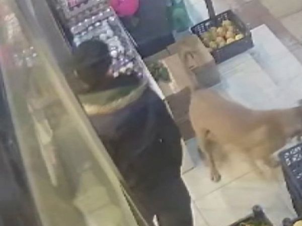 Gaziantep'te Çöpten Karton Toplayan Kadına Pitbull Saldırdı!