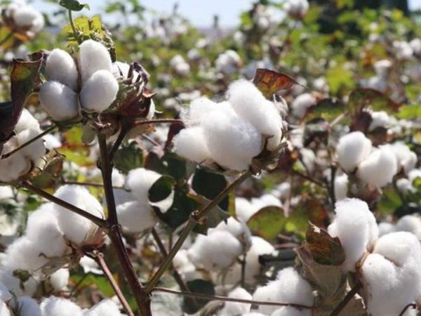 Gaziantep’te Pamukta Yüksek Rekolte Elde Edildi!