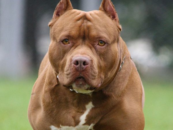 Gaziantep'te Pitbull Saldırısı! 4 Yaşındaki Çocuk Ağır Yaralandı